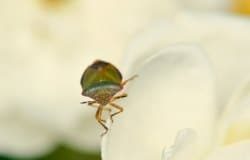 Bed Bugs & Neem Oil - Protect & Prevent 