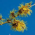 DIY Witch Hazel Astringent DIY Witch Hazel Astringent