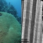 Global Warming Slows Coral Growth in Red Sea Global Warming Slows Coral Growth in Red Sea