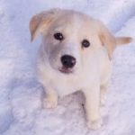 Why (and How) Should we Pick up Dog Waste? Why (and How) Should we Pick up Dog Waste?