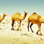 Is Camel Milk the Next Superfood? Is Camel Milk the Next Superfood?