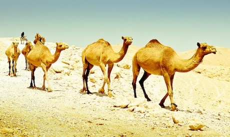 Is Camel Milk the Next Superfood? 