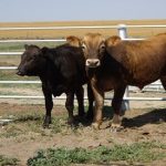 Desperate Farmers Are Feeding Cows Junk Food Desperate Farmers Are Feeding Cows Junk Food