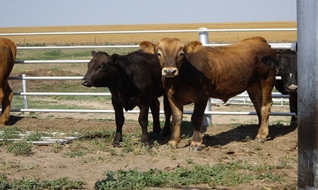 Desperate Farmers Are Feeding Cows Junk Food 