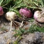 Chris Kilham – The Medicine Hunter on Maca Chris Kilham - The Medicine Hunter on Maca