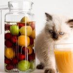 The Pet Food Pyramid The Pet Food Pyramid