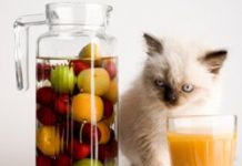 The Pet Food Pyramid The Pet Food Pyramid