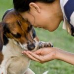 Sweetener Xylitol Can Kill Your Dog Sweetener Xylitol Can Kill Your Dog