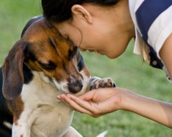Sweetener Xylitol Can Kill Your Dog 