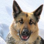 Pets Can Get Frostbite and Hypothermia Too Pets Can Get Frostbite and Hypothermia Too
