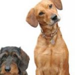 Natural Heartworm Prevention for Pets Natural Heartworm Prevention for Pets