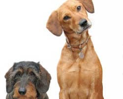 homeopathic heartworm prevention