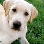 Treat and Prevent Doggy Hot Spots with a Raw Diet Treat and Prevent Doggy Hot Spots with a Raw Diet