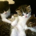 Health Tips for Your Pregnant Cat Health Tips for Your Pregnant Cat