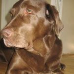 Protect Your Pet From Ticks, Fleas, Other Parasites Protect Your Pet From Ticks, Fleas, Other Parasites