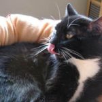 How to Switch Your Cats to Raw Food 