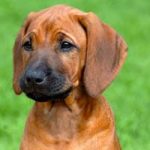 Puppy Training Tips Puppy Training Tips
