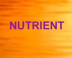 L-Theanine: Nutrient 