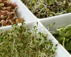 Raw, Sprouted Foods for Optimal Health 