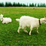 Farm Animals: Natural Lawn Mowers Farm Animals: Natural Lawn Mowers