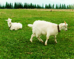 Farm Animals: Natural Lawn Mowers 