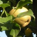 What Is Lo Han Sweetener? What Is Lo Han Sweetener?