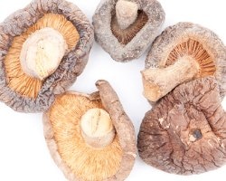 Medicinal Mushrooms: The Fascinating Fungi 