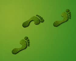 4 Steps to Reduce Your Ecological Footprint 
