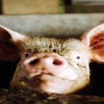High-End Human Drugs Fed to Livestock High-End Human Drugs Fed to Livestock