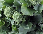 stories-rapidrecipe-269-broccoliraab150by120 Broccoli Rabe Quinoa Pasta