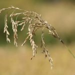 World Record Rice Yields Without GMOs World Record Rice Yields Without GMOs