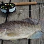 The Trouble with Tilapia The Trouble with Tilapia