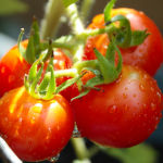 Can Tomatoes Protect You from Skin Cancer? Can Tomatoes Protect You from Skin Cancer?