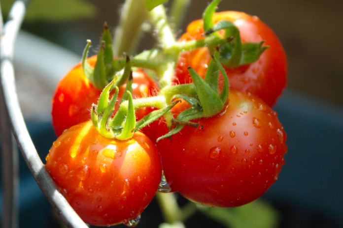 Can Tomatoes Protect You from Skin Cancer? 
