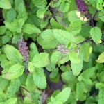 9 Benefits of Tulsi