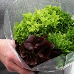 New Study Indicates Vitamin K Can Help Your Memory New Study Indicates Vitamin K Can Help Your Memory