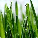 Wheatgrass: The Grass that Keeps on Giving Wheatgrass: The Grass that Keeps on Giving