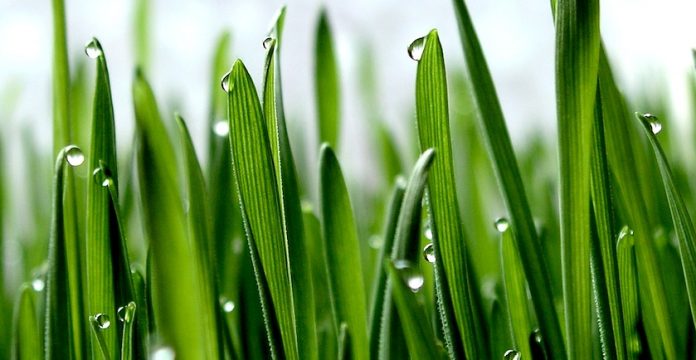 Wheatgrass: The Grass that Keeps on Giving 
