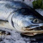 Genetically Engineered Salmon Can Breed With Other Fish Species Genetically Engineered Salmon Can Breed With Other Fish Species