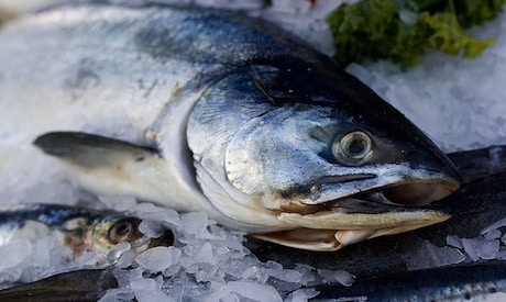 Genetically Engineered Salmon Can Breed With Other Fish Species 