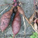 Yacon Syrup: The Little Known Sweetener Yacon Syrup: The Little Known Sweetener