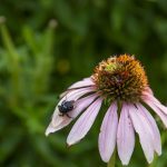 Why Take Echinacea and The Science Behind It echinacea herb pharm