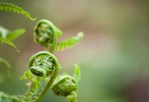 Spring Vegetables and Fruits Coming Into Season fiddleheads
