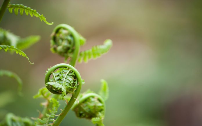 fiddleheads