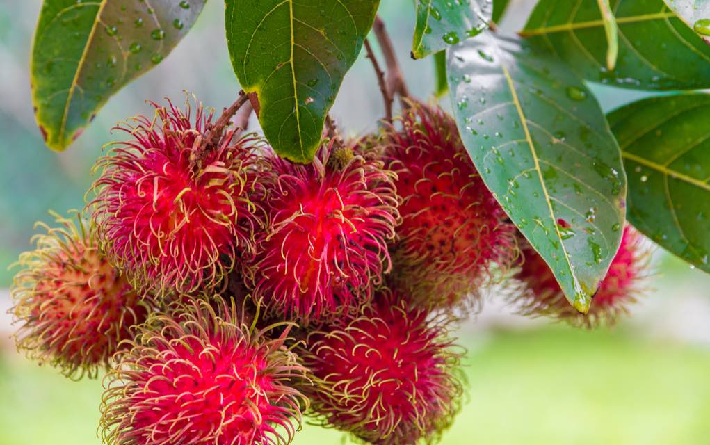  Rambutan  Fruit Has an Abundance of Health Benefits