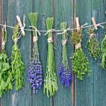 Herbal Q&A: Common Questions About Herbs Herbal Questions Answered