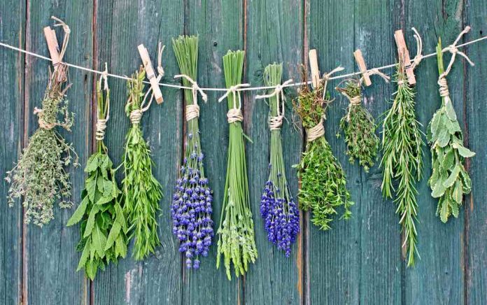 Herbal Questions Answered