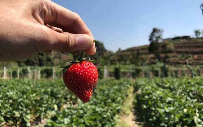 Organic Strawberry