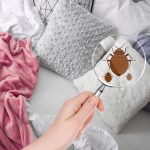 Bed Bugs: Do I Have Them and How Can I Get Rid of Them? Bed Bugs