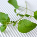 Oil of Oregano: More Than a Cold Remedy Oil of Oregano Health Benefits